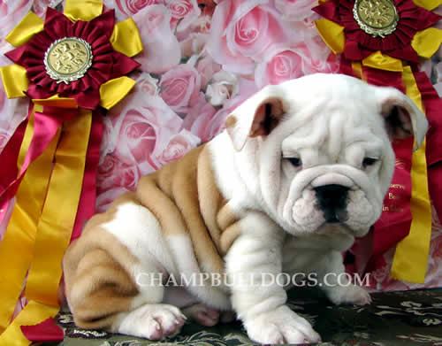 English bulldogs